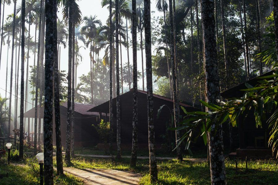 Nilgiris Tour: The Blue Escape